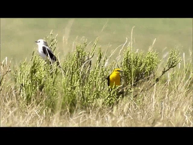 Saffron-cowled Blackbird - ML201628091