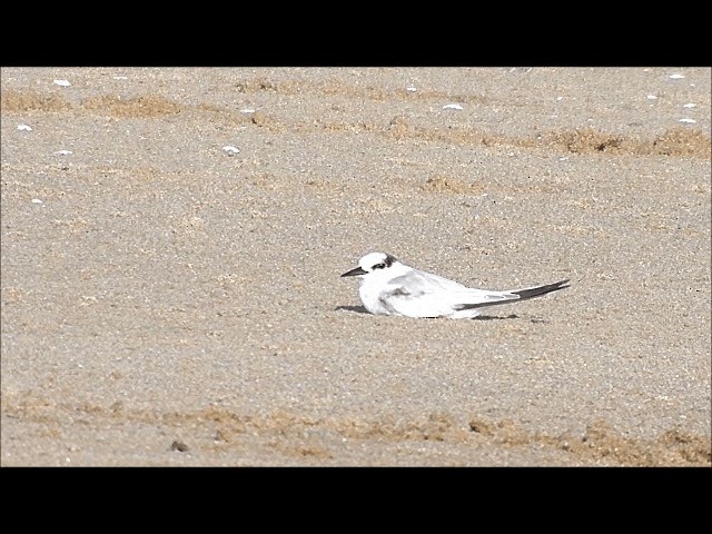 Common Tern - ML201628161