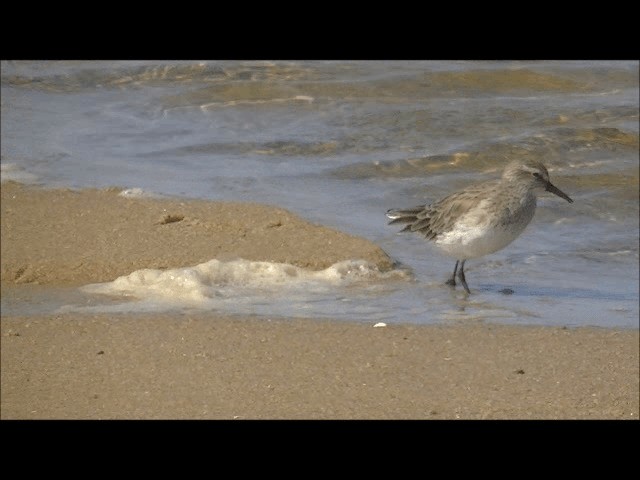 Weißbürzel-Strandläufer - ML201628241