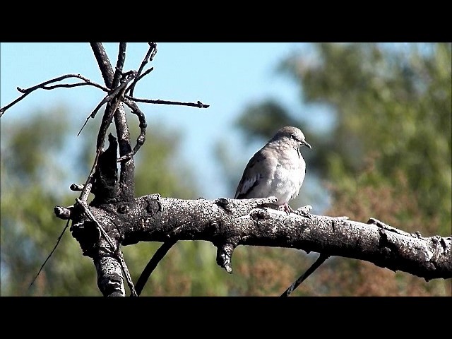 Picui Ground Dove - ML201628451