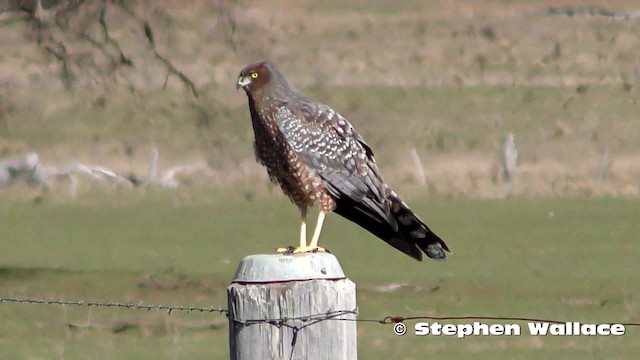 Aguilucho Moteado - ML201628491