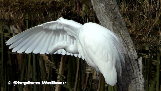 Great Egret (modesta) - ML201628501