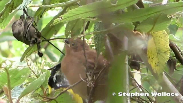 Golden Whistler (Eastern) - ML201628511