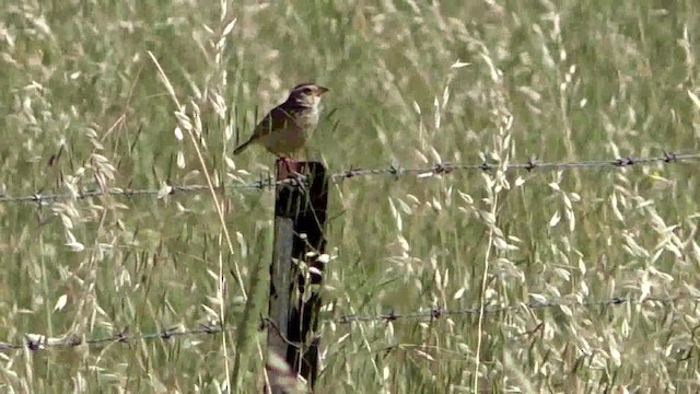 Singing Bushlark (Australasian) - ML201628521