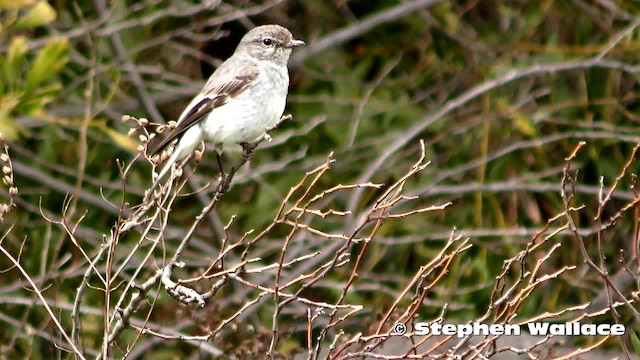 Petroica Encapuchada - ML201628531