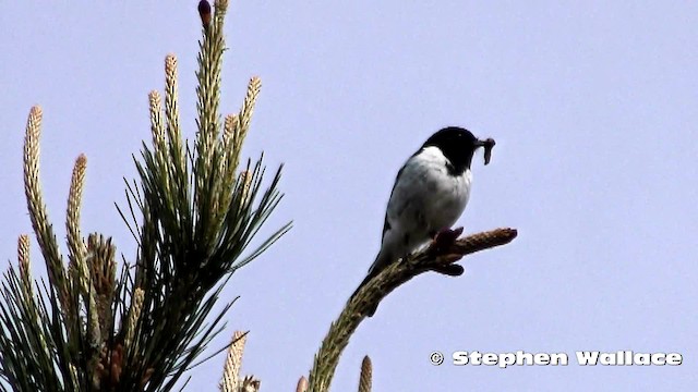 Hooded Robin - ML201628541