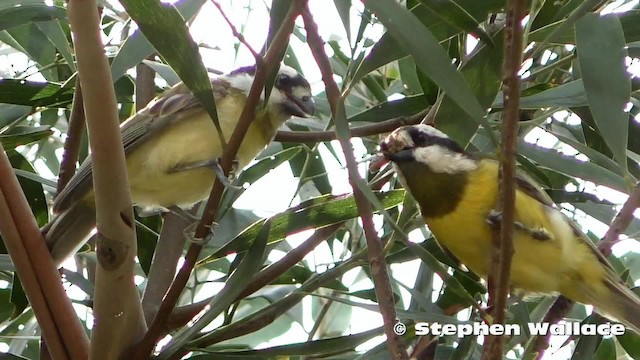 Eastern Shrike-tit - ML201628591