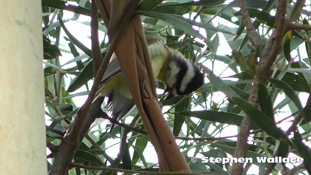 Eastern Shrike-tit - ML201628601