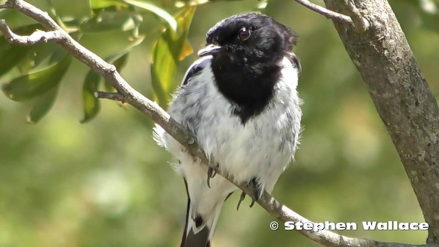 Hooded Robin - ML201628621