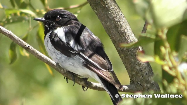 Hooded Robin - ML201628631