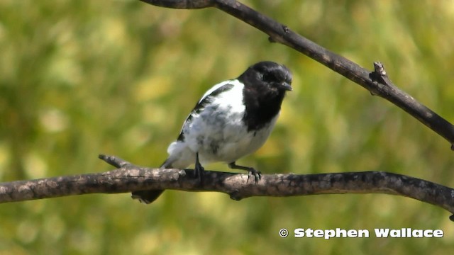 Hooded Robin - ML201628641