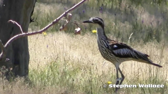 Bush Thick-knee - ML201628661
