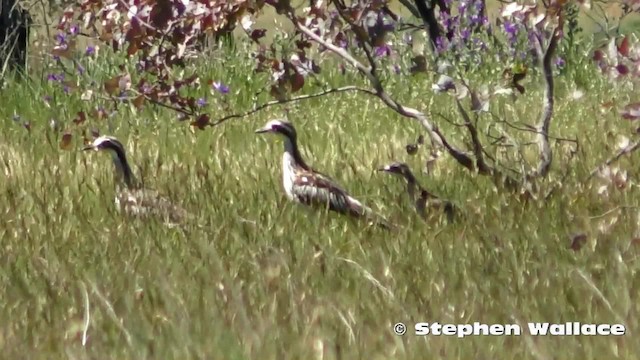 Bush Thick-knee - ML201628671