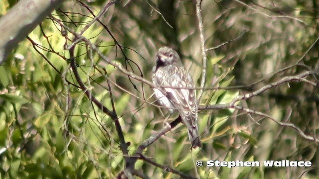 Hooded Robin - ML201628681