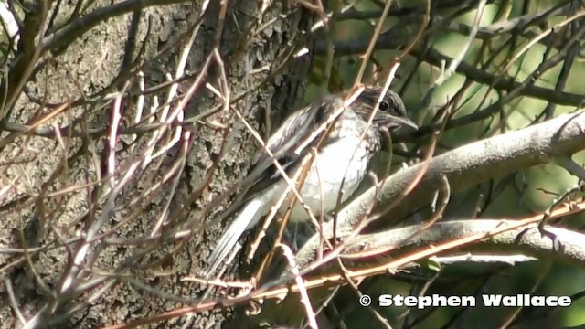 Hooded Robin - ML201628691