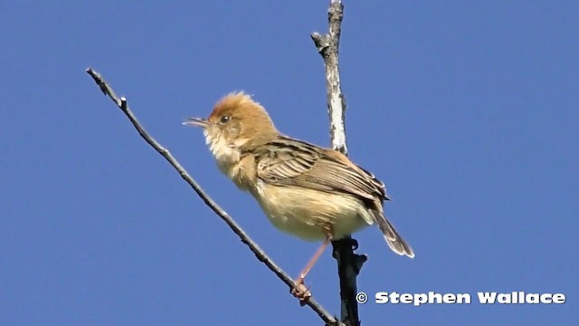 Golden-headed Cisticola - ML201628761