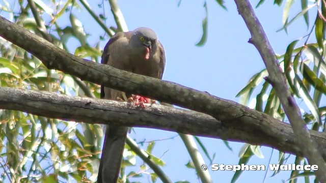 アカエリツミ - ML201628771