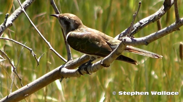 Horsfield's Bronze-Cuckoo - ML201628831