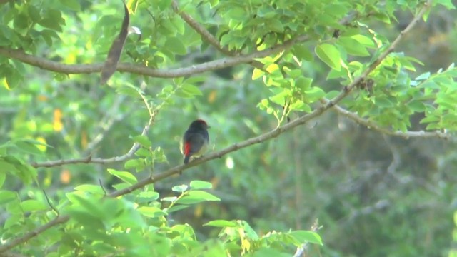 Red-capped Flowerpecker - ML201628901