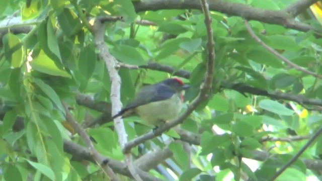 Red-capped Flowerpecker - ML201628911