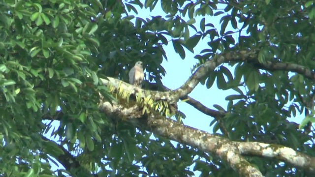 Variable Goshawk (Variable) - ML201628931