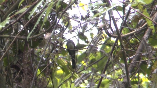 Northern Fantail (Melanesian) - ML201628941