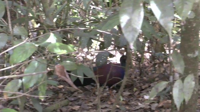 Pheasant Pigeon (Gray-naped) - ML201628951