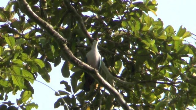 Red-knobbed Imperial-Pigeon (Pink-necked) - ML201628971