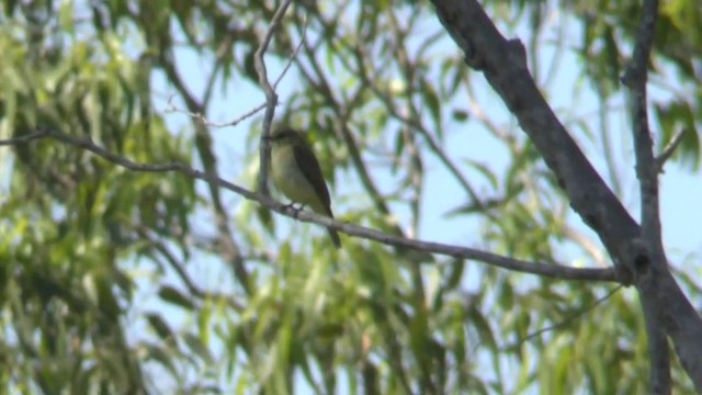 Lemon-bellied Flyrobin (Lemon-bellied) - ML201628981