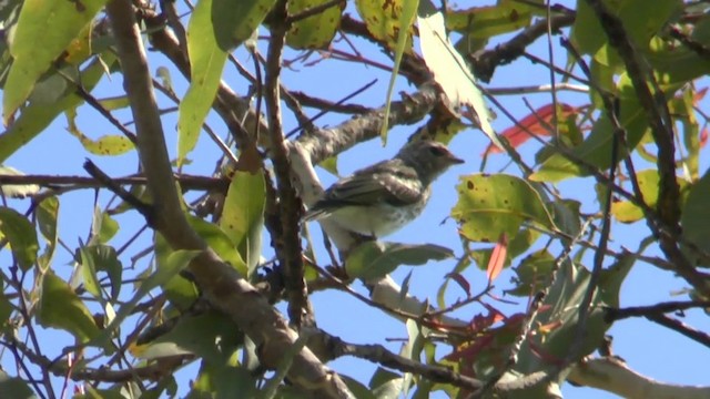 Lemon-bellied Flyrobin (Lemon-bellied) - ML201628991