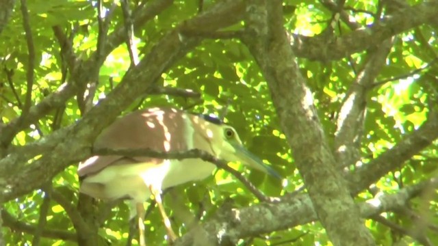 Nankeen Night Heron - ML201629011