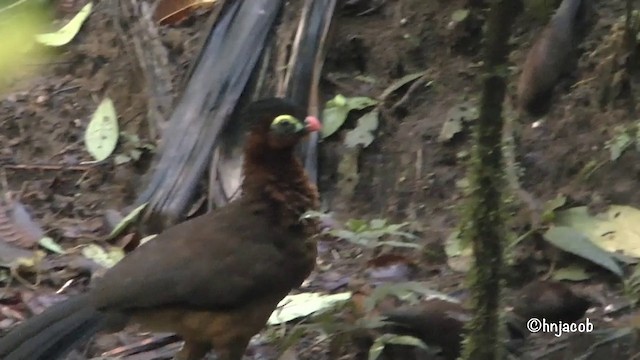 Nocturnal Curassow - ML201629041