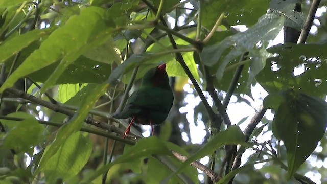 ワカクサフウキンチョウ - ML201629151