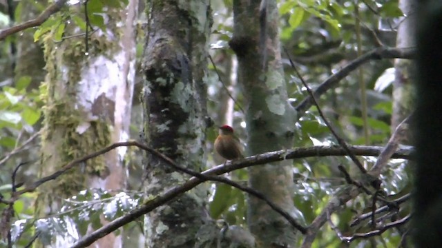 Striolated Manakin - ML201629191