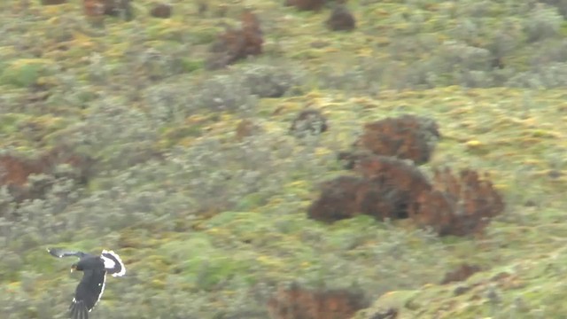 Caracara caronculé - ML201629211