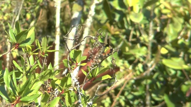 Wine-throated Hummingbird - ML201629301