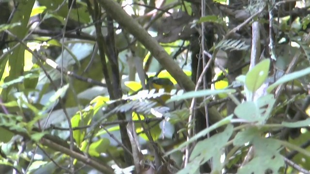 Crescent-chested Warbler - ML201629331