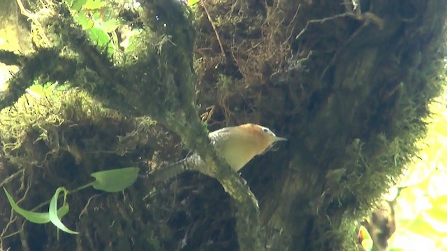 Rufous-browed Wren - ML201629341