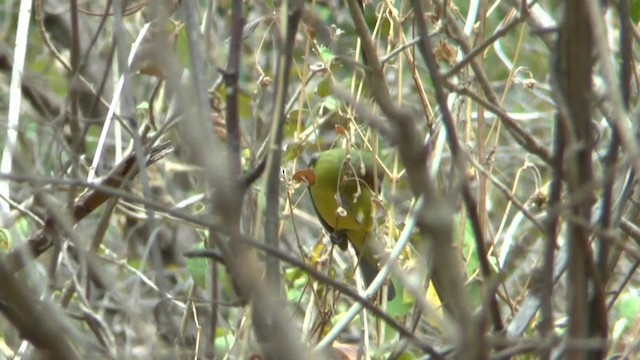 Olive-backed Euphonia - ML201629351