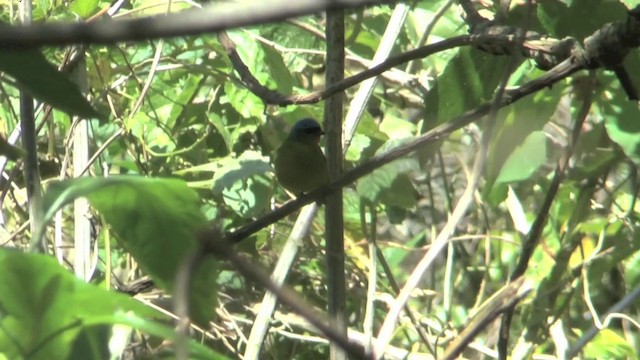 Elegant Euphonia - ML201629361