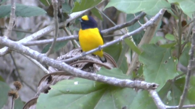 Scrub Euphonia - ML201629371