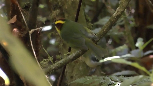 Golden-browed Warbler - ML201629381