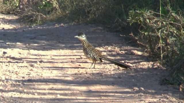 Lesser Roadrunner - ML201629391