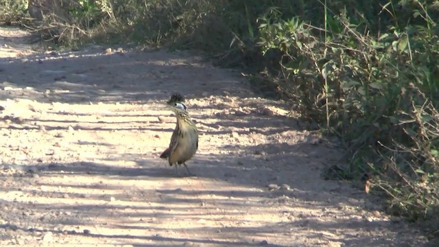 Correcaminos Chico - ML201629401