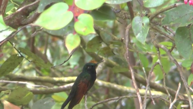 Colibri à gorge grenat - ML201629411