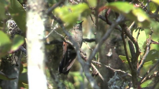 Colibri à gorge grenat - ML201629421