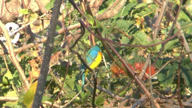 Orange-breasted Bunting - ML201629431