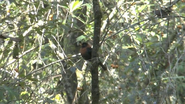 Rufous-collared Robin - ML201629441