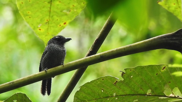 Fasciated Antshrike - ML201629531