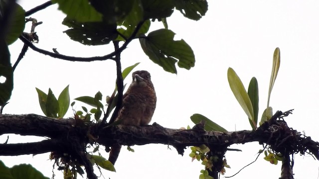 Barred Puffbird - ML201629641